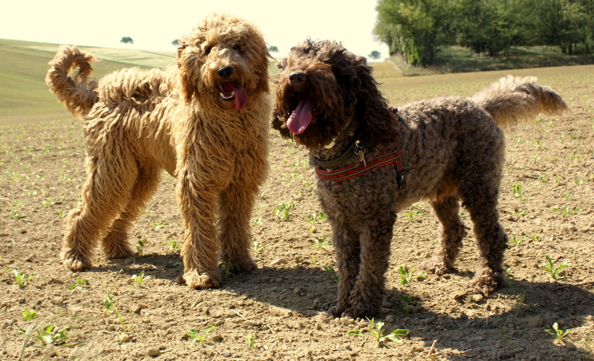 australian labradoodle